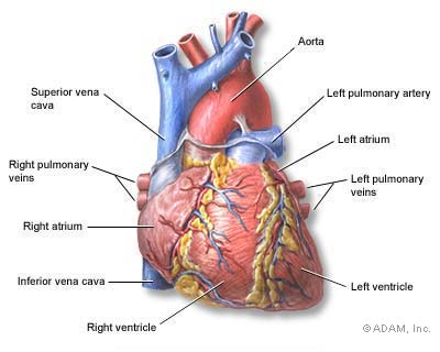 strength food life how to treat premature ventricular contractions