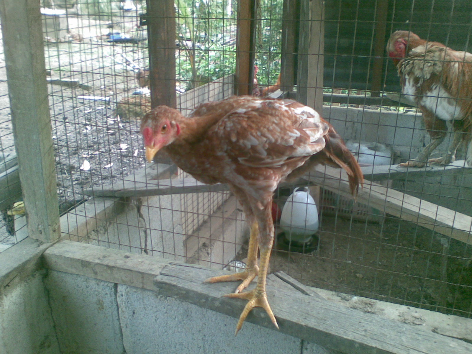 Ayam Siam Sabung Dijual Anak Rinting Mas Gambar
