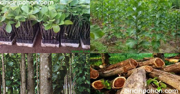 Cara Menanam Pohon Jati Agar Batangnya Tumbuh Lurus Dan Cepat Besar Ciriciripohon Com