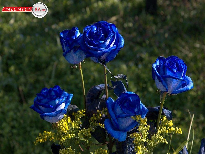 Funny Pictures Gallery Blue roses, blue roses wiki, the blue roses lyrics, blue roses symbolism