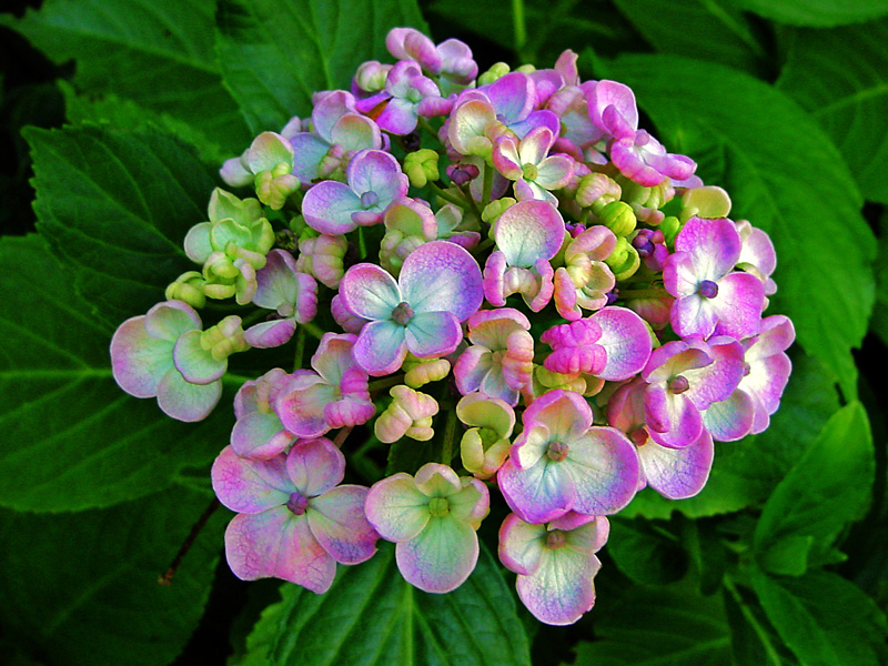 25 Best Tanaman Images Plants Garden Freshwater Plants