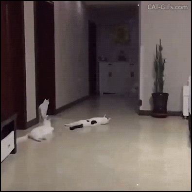 Funny Cat GIF • 2 crazy cats running like crazy. Fast indoor parkour • Matrix • Amazing wall jump! Funny Cat GIF • 2 crazy cats running like crazy. Fast indoor parkour • Matrix • Amazing wall jump!