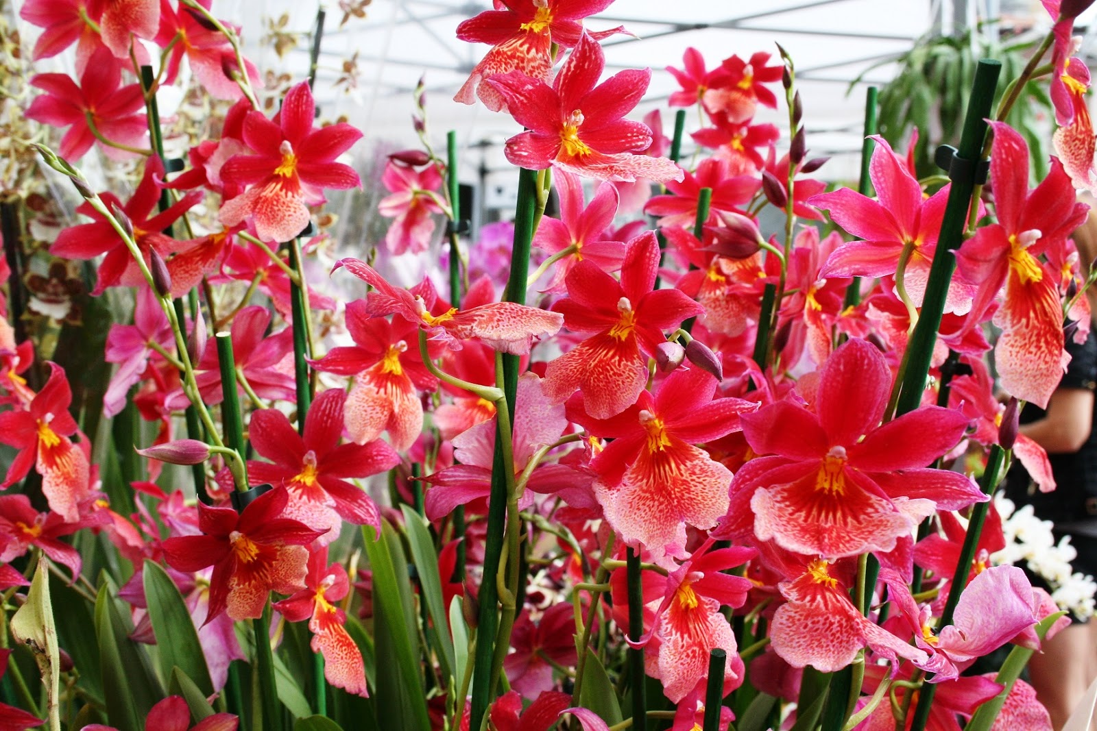 pensieri&parole due: Varese, città giardino..in fiore