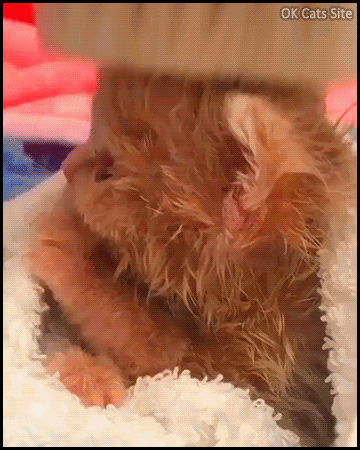 Cute Cat GIF • Wet Kitty after his bath does not want to be brushed by her human. “Let me do it on my own.” Cute Cat GIF • Wet Kitty after his bath does not want to be brushed by her human. “Let me do it on my own.”