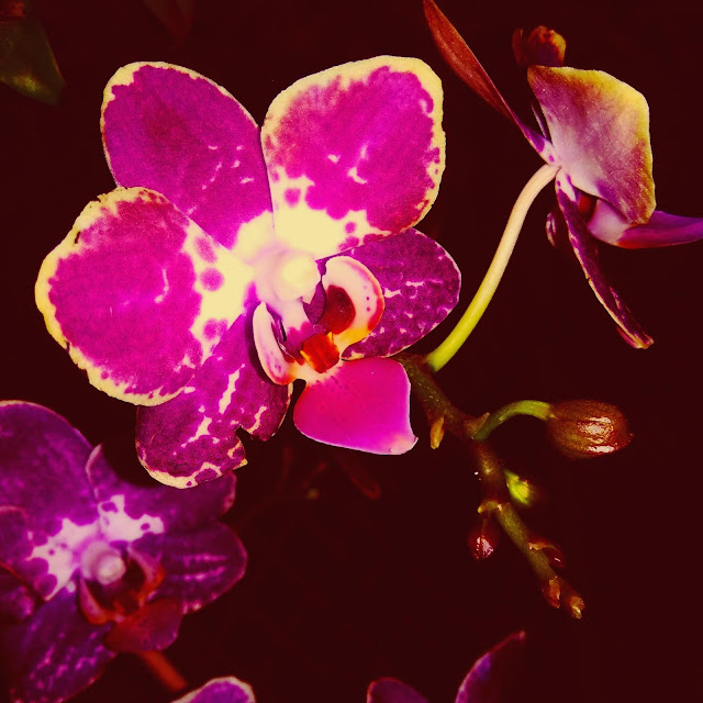 ©Amit Manhas | www.personalife.org