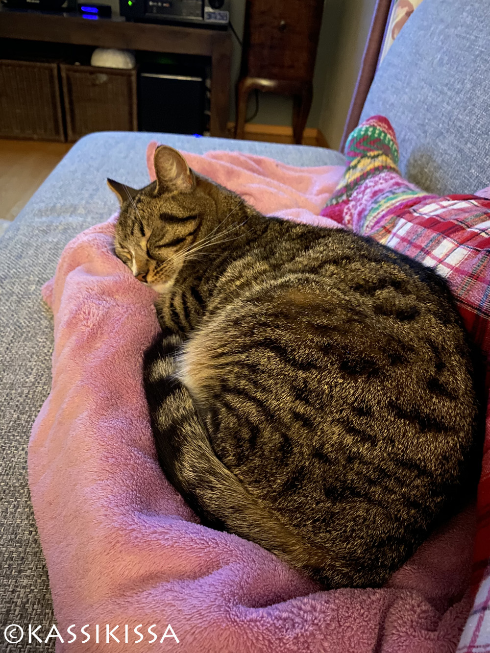 T.S. Eliot. The Old Gumbie Cat