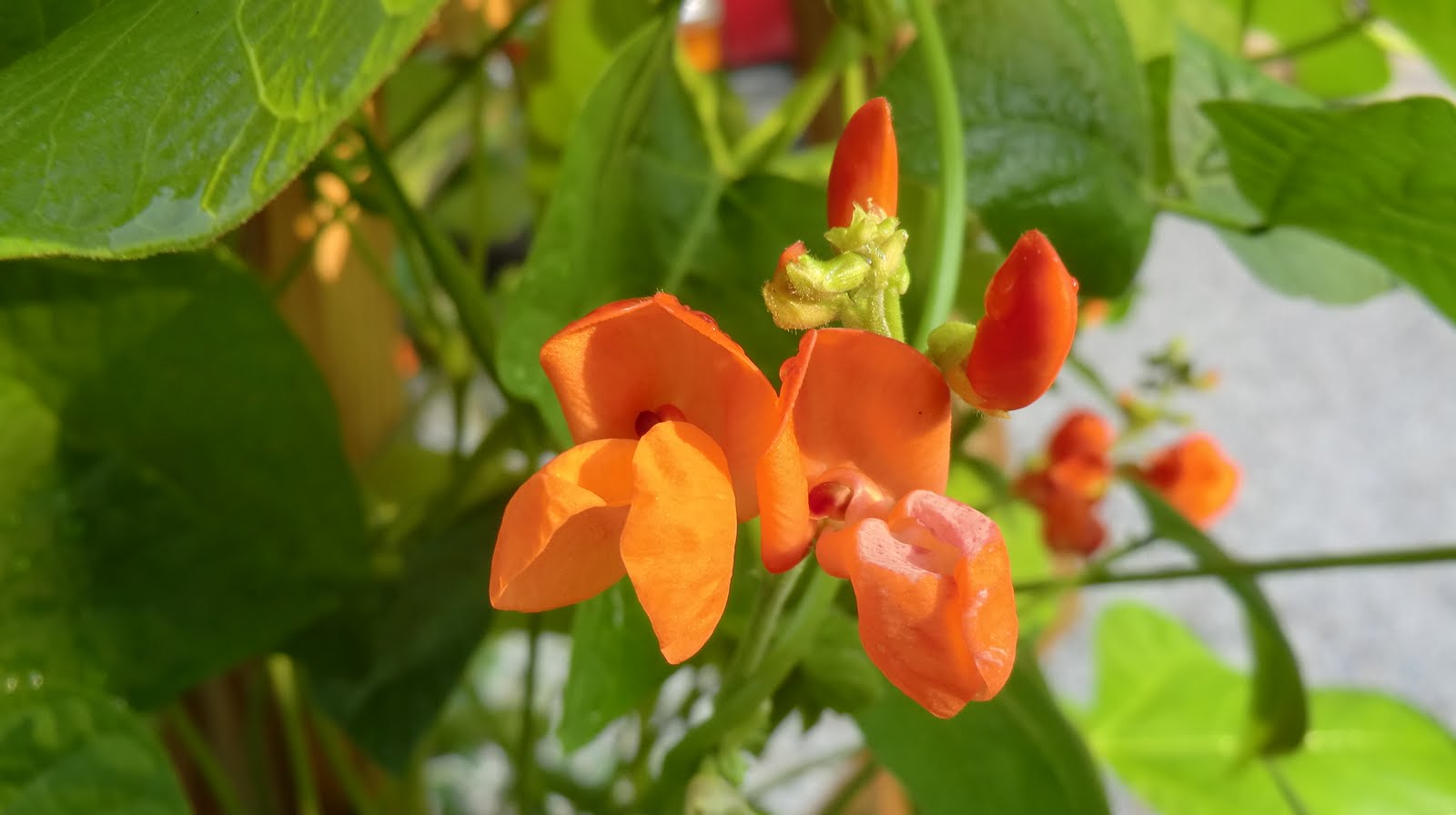 Florida Gardening Zone 9 Scarlet Runner Beans Beautiful and Tasty
