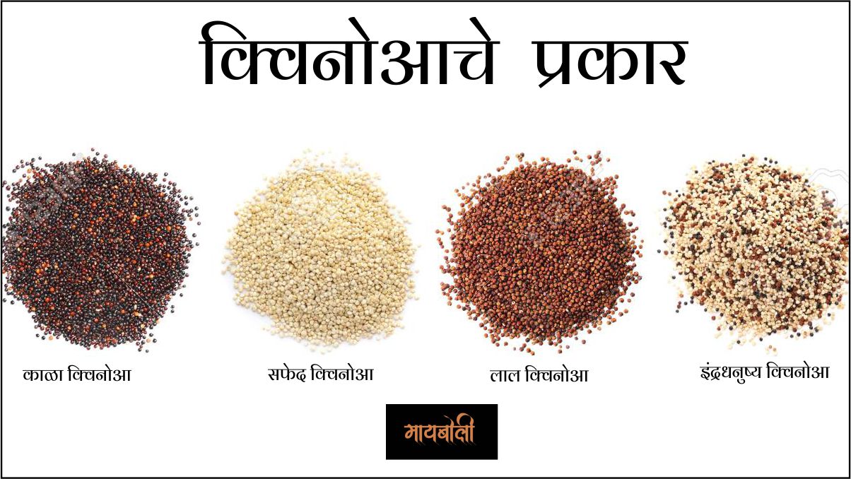 Health Benefits Of Quinoa In Marathi क्विनोआचे फायदे MAYBOLI.IN