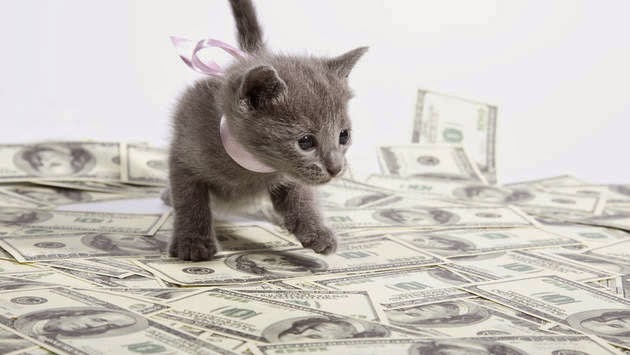 Отчет за Пушистую неделю 5 Отчет за Пушистую неделю 5