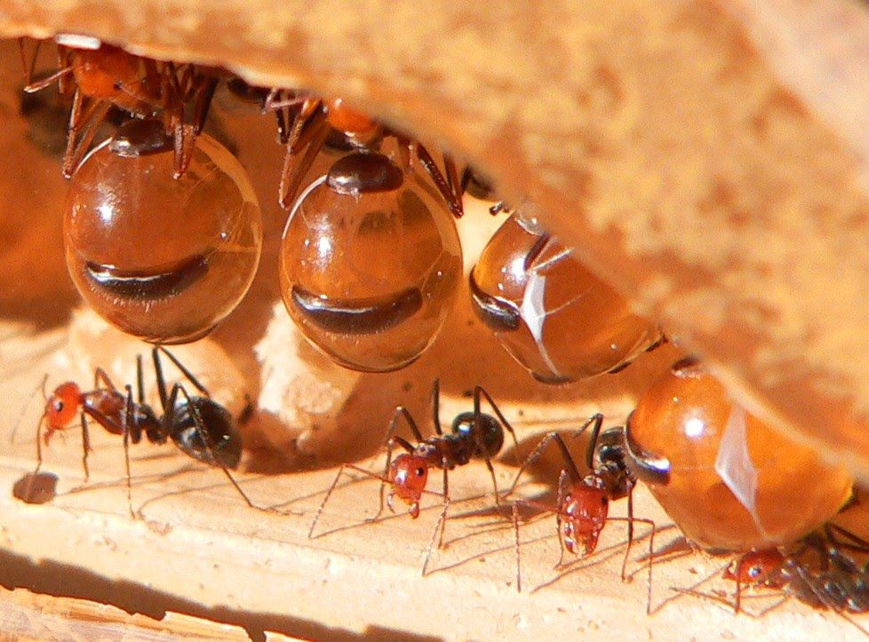 Twenty Percent True More about the Honeypot Ants