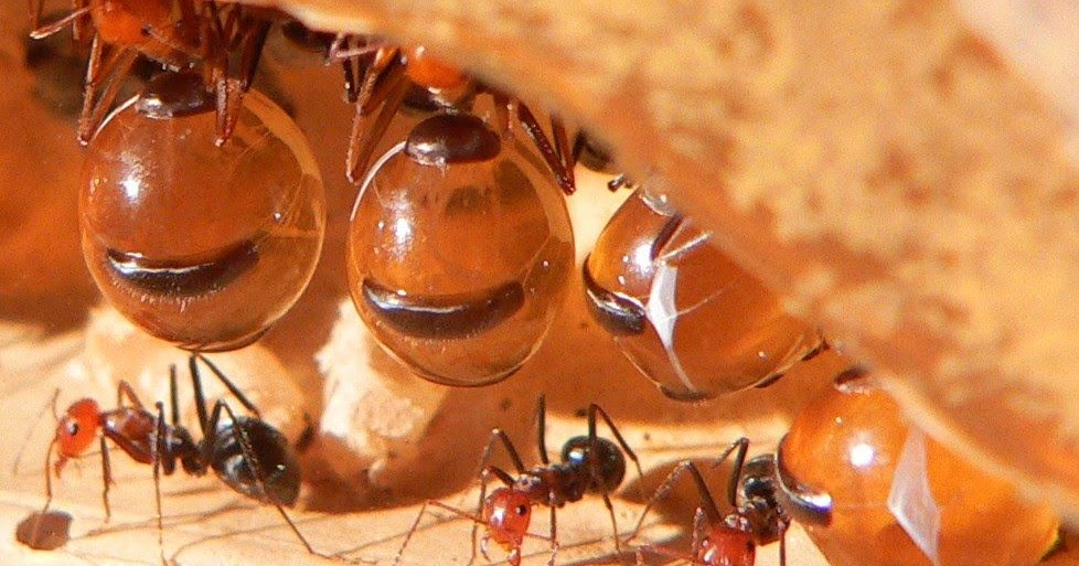 Twenty Percent True More about the Honeypot Ants