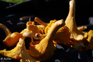 Chanterelle