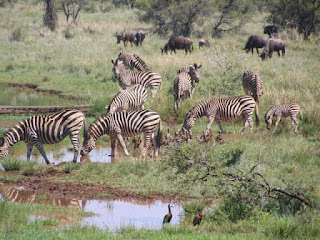 Facts of Zebra Facts of Zebra