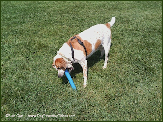 Valentino chews on a dog pond toy.