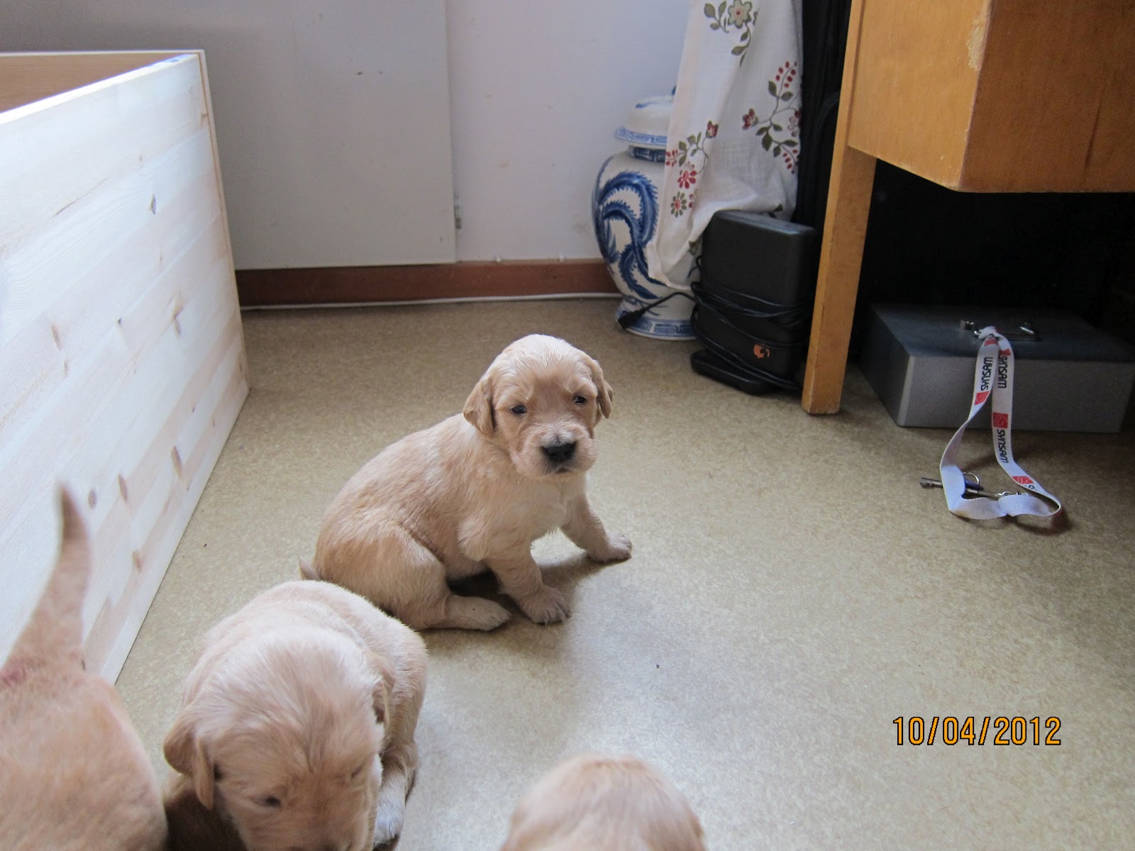 Golden retriever valpar Mimmis fina valpar.