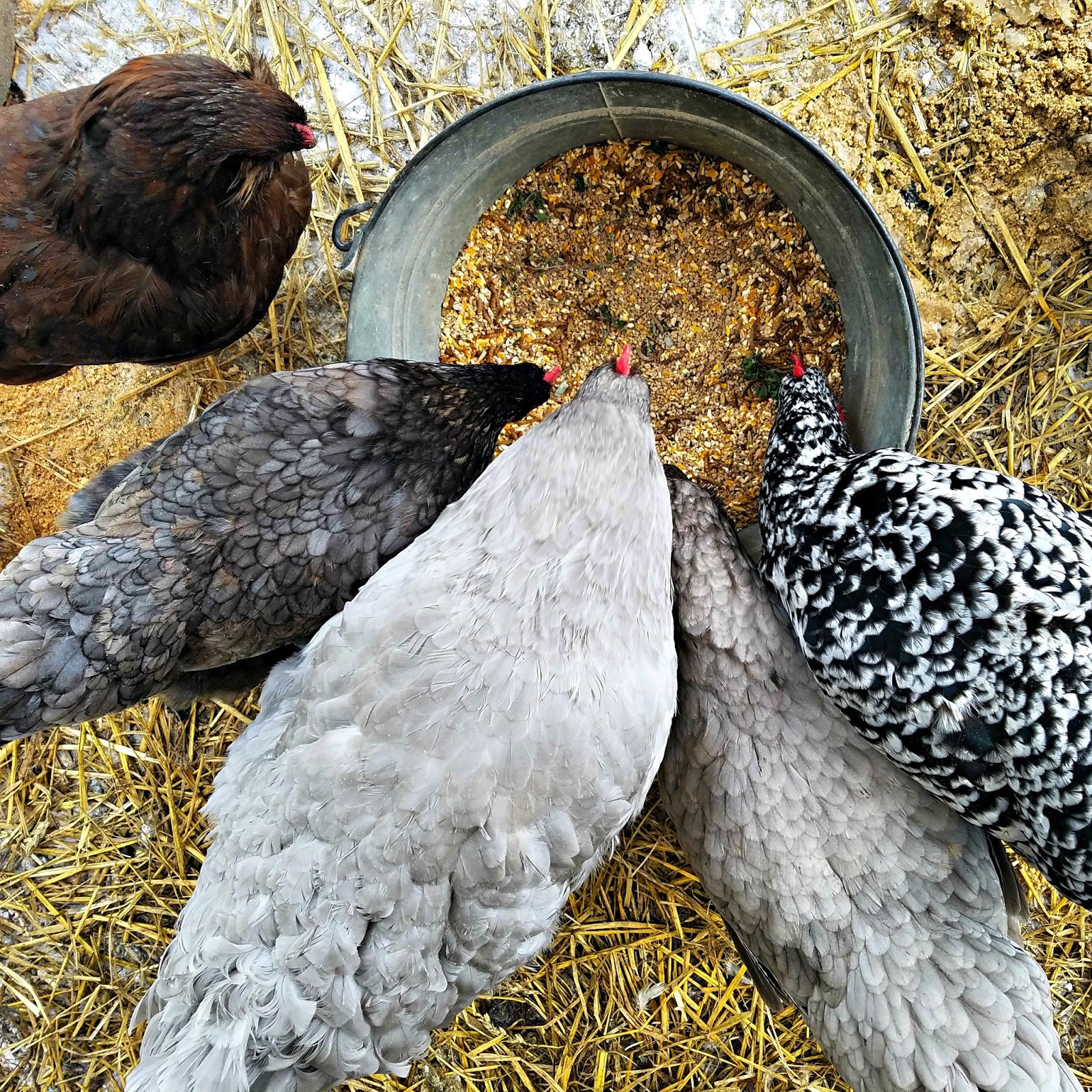 Chicken Feed Guide Chick to Laying Hen Fresh Eggs Daily® with Lisa