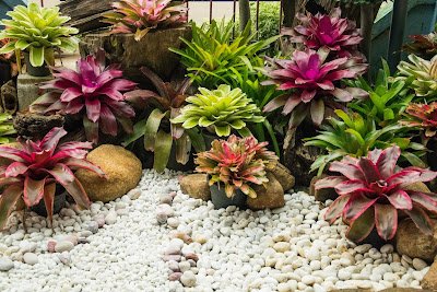 Tudo sobre como plantar bromélias orgânicas Tudo sobre como plantar bromélias orgânicas