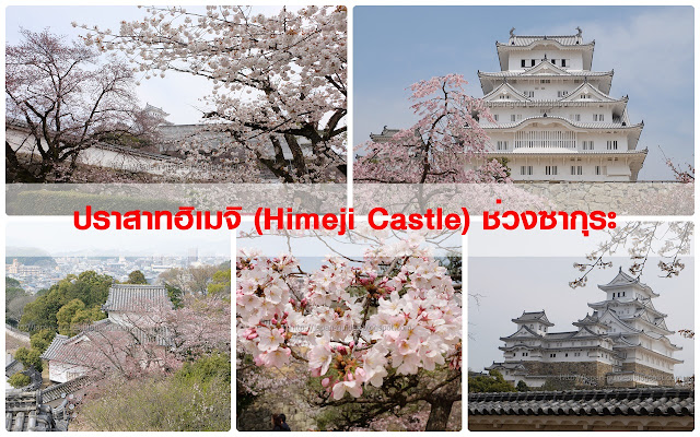 ปราสาทฮิเมจิ (Himeji Castle) ช่วงซากุระ