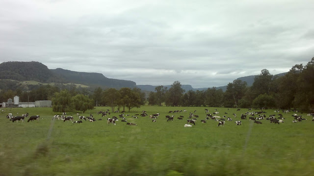 Pasture in the foreground with dairy cattle. In the centre are lines of trees with hills of forested bushland in the background. The sky is heavy with clouds.
