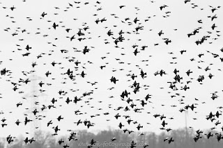 Naturfotografie Wildlifefotografie Tierfotografie Ochsenmoor Starenschwarm Vogelschwarm