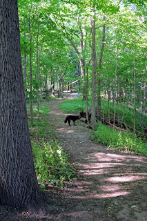 Fabulous forest trails in Betty Sutherland Park