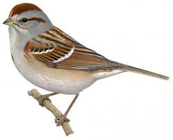 American tree Sparrow