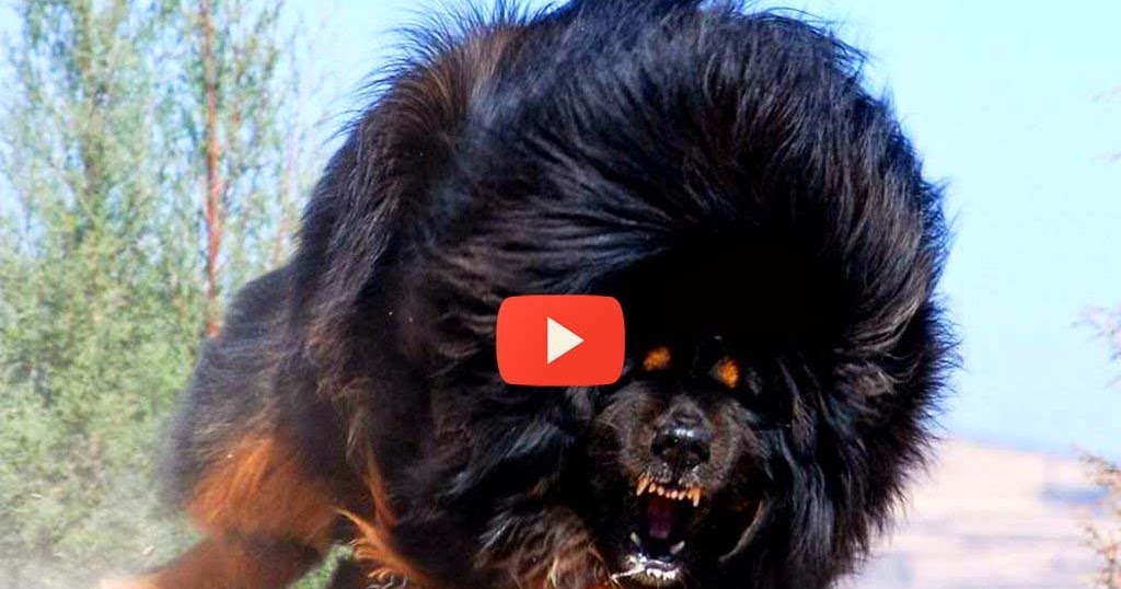 Biggest Tibetan Mastiff Dog - World's most expensive dog | Mast Fun Zone