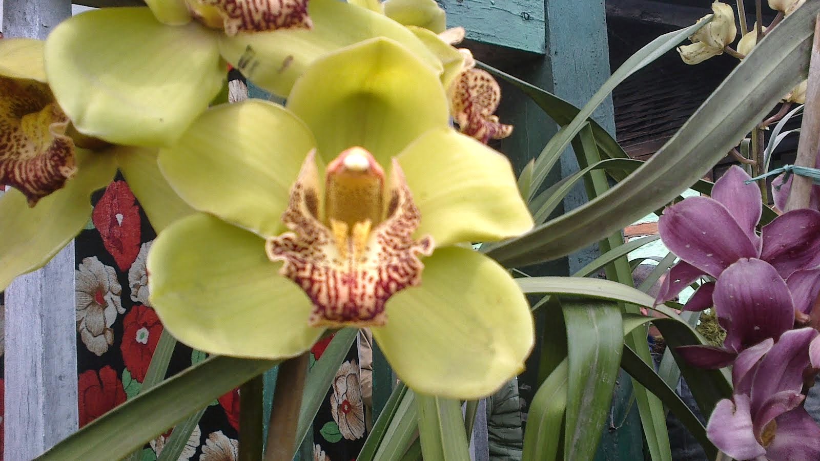 Green Orchid