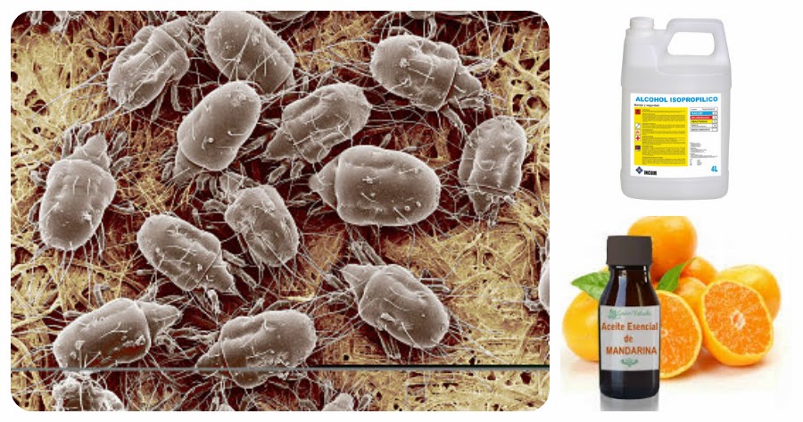 Revista Chacanna Perú: Remedio casero para exterminar los ácaros que