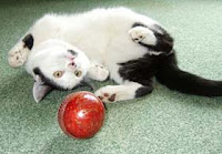 A black and white kitten with a ball or "bug" toy