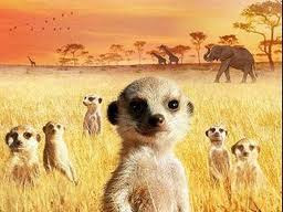 Meerkats:  We're Always Watching You!