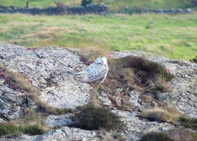 Snowy Owl, Anglesey