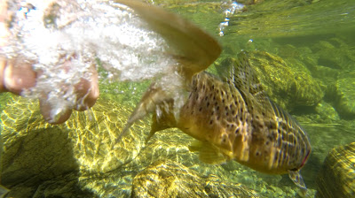 Frame of a GoPro clip of the airtime trout