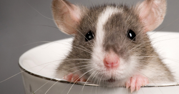 24 Tafsir Mimpi Tentang Tikus Menurut Islam Erek Erek 2d 3d 4d Dan Primbon Jawa Lengkap Islam Erek Erek Primbon