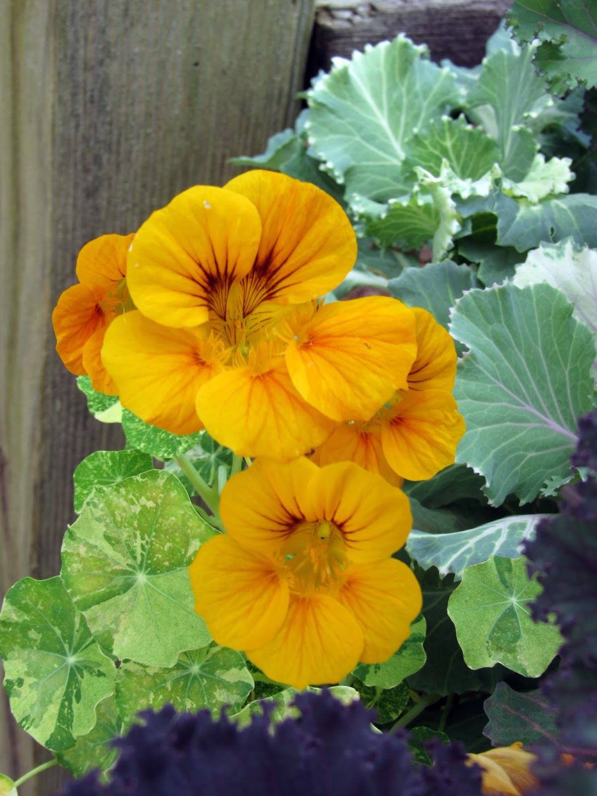 Living Life On Main Street Flowers From Huntsville, Alabama Botanical