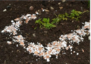 How to Use Eggshells for Plants