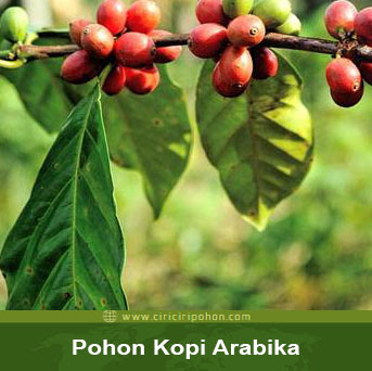 ciri ciri pohon kopi arabika
