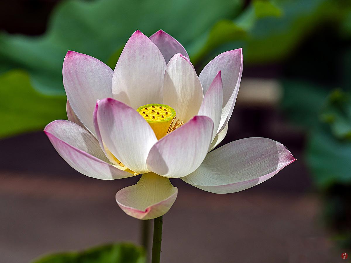 FROM THE GARDEN OF ZEN Sacred Lotus flower Ofuna Botanical Garden