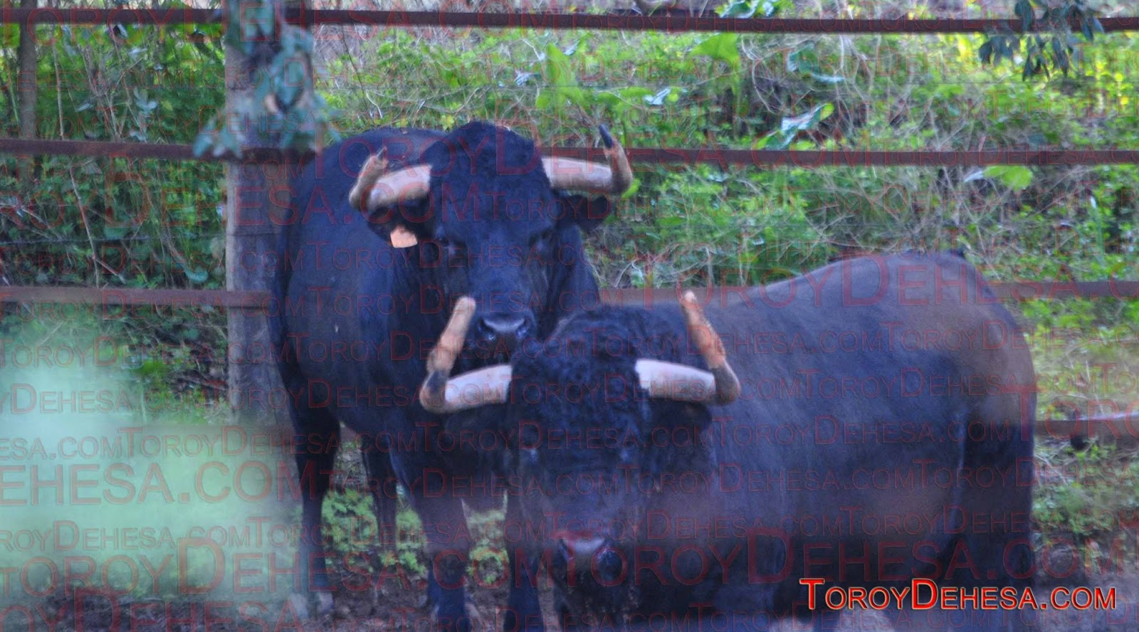 El Toro Bravo en su hábitat Las Fundas en las defensas del Toro