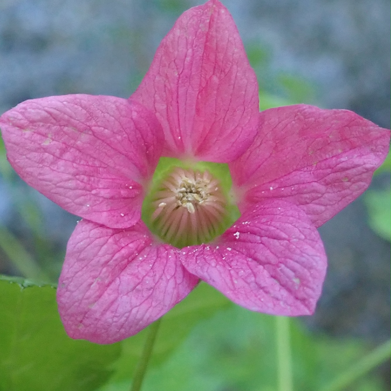 Shoreline Area News Photo Salmonberry flower
