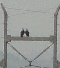 Vultures in Kingsland, Texas watching the setting sun.