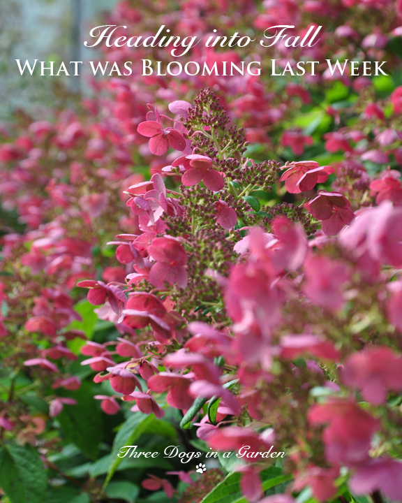 The Wonderful Little Quick Fire Panicle Hydrangea