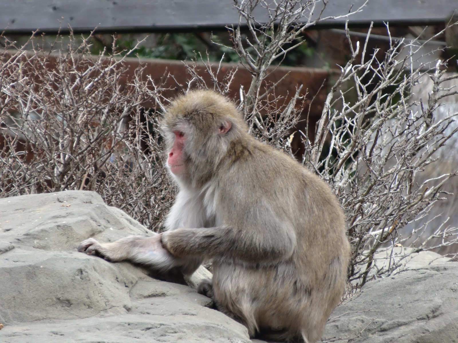 Stu the Zoo Where do zoos get their animals from?