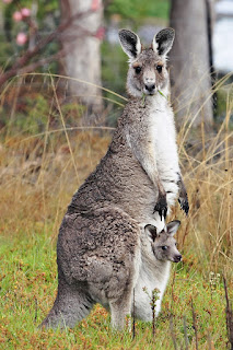 Doğunun gri dev kangurusu (Macropus giganteus)