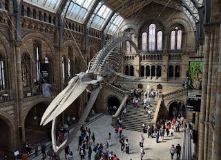 Museo de Historia Natural de Londres.