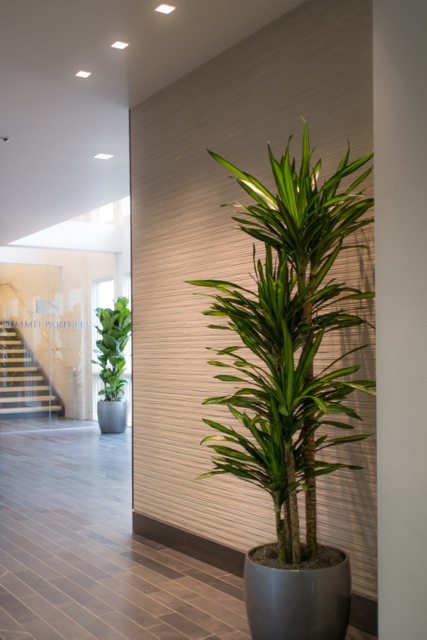 Everything Grows Super Sharp Modern Interior Plant Placement