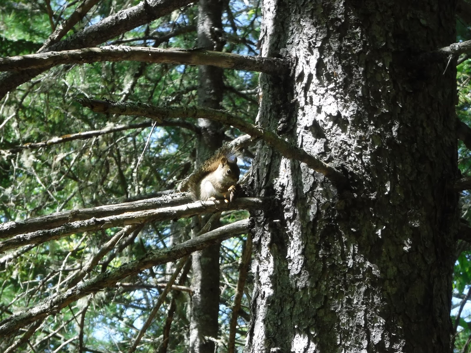 Ducktail and Partridge Ponds, Amherst Mountains Community Forest