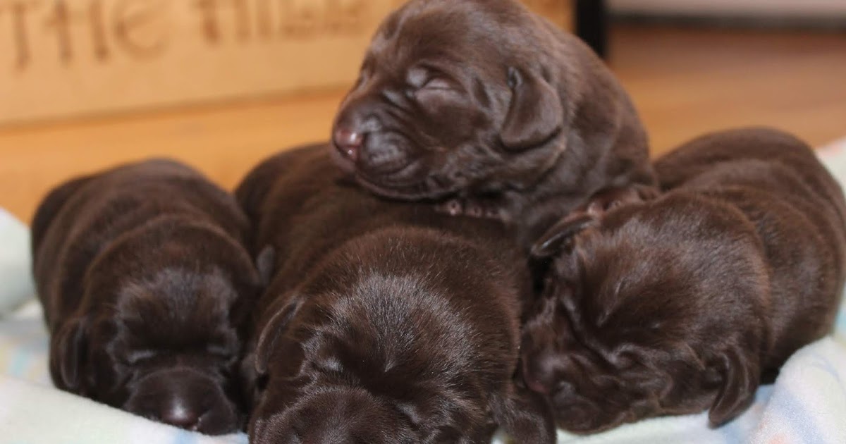 Best of the Hill Labs: Brie’s Doggies