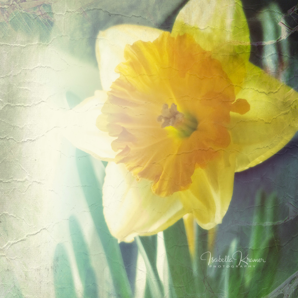 haiku eine annäherung wet feed between daffodils