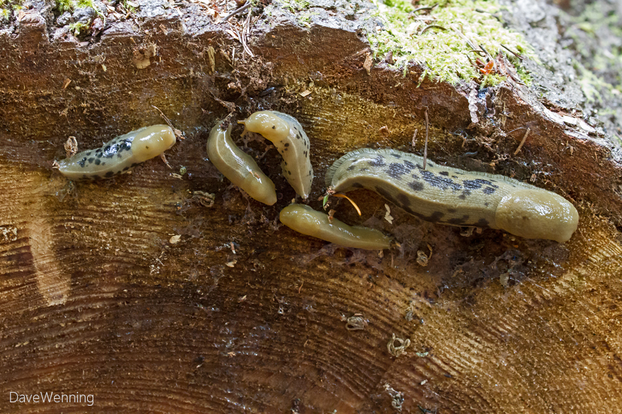 Banana Slugs (Ariolimax columbianus)